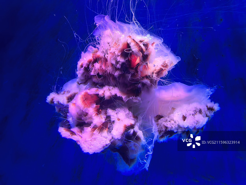 水母  海蜇  视频素材  艺术  抽象  壁纸  郑州海洋馆图片素材