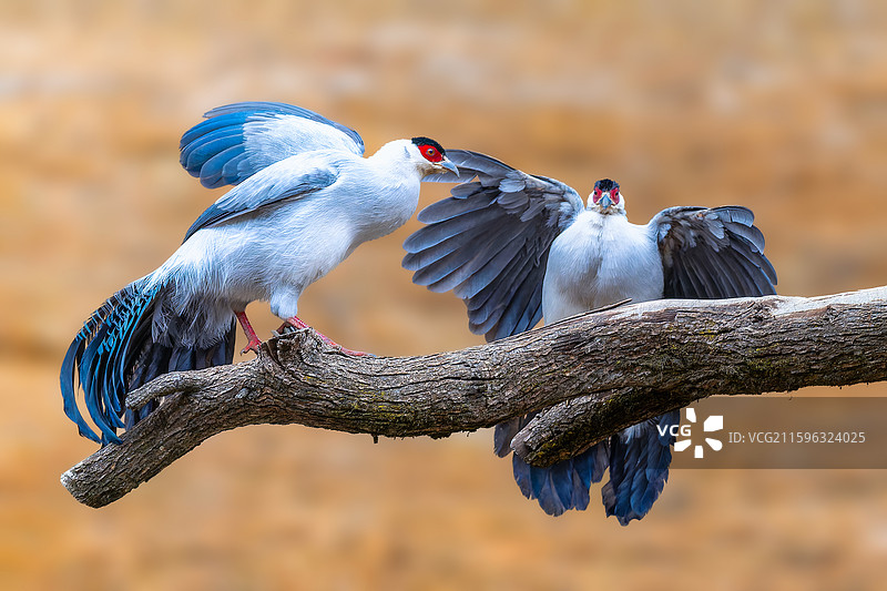 白马鸡图片素材