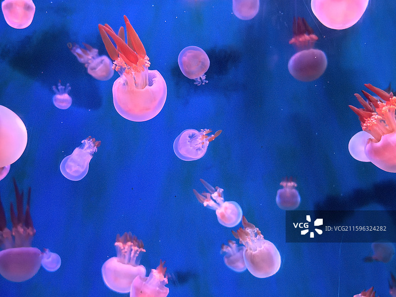 水母  海蜇  视频素材  艺术  抽象  壁纸  郑州海洋馆图片素材
