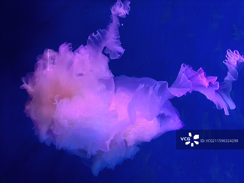 水母  海蜇  视频素材  艺术  抽象  壁纸  郑州海洋馆图片素材