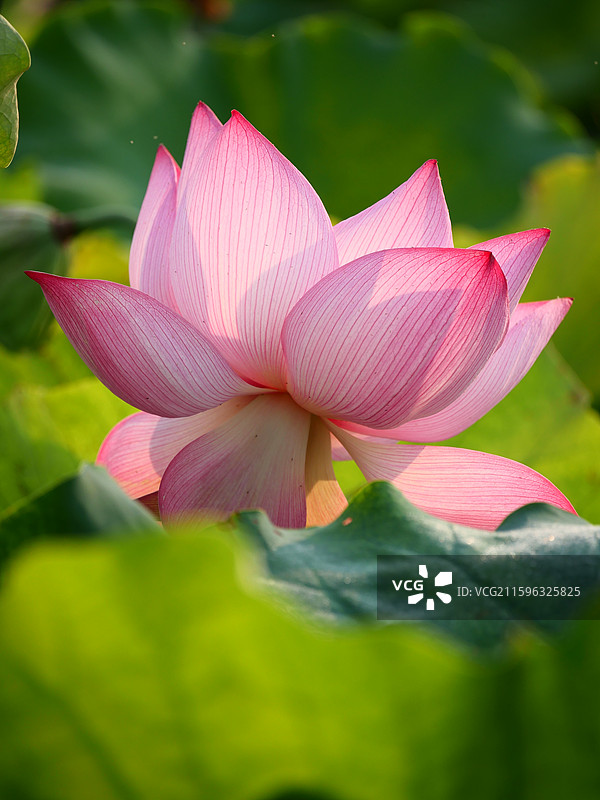 湘潭市花 荷花 莲花图片素材