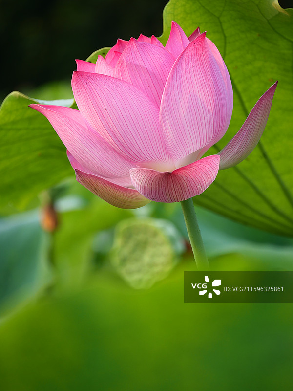 湘潭市花 荷花 莲花图片素材
