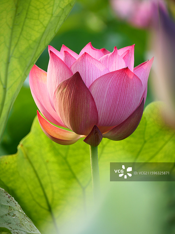 湘潭市花 荷花 莲花图片素材