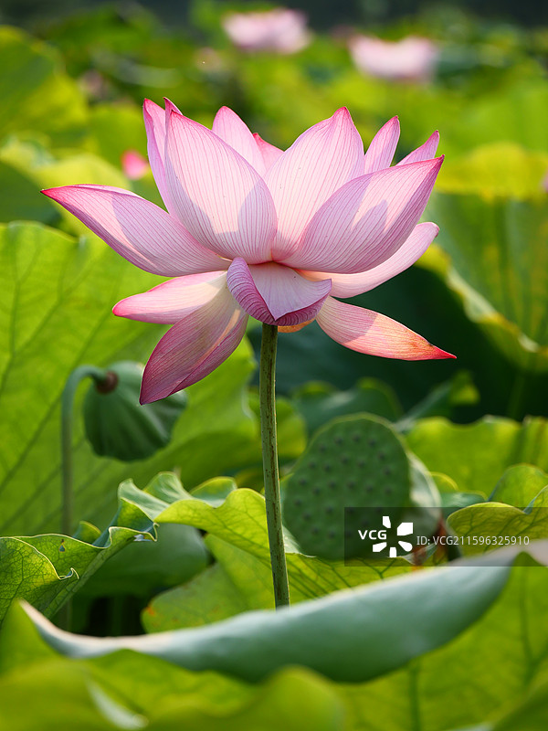 湘潭市花 荷花 莲花图片素材