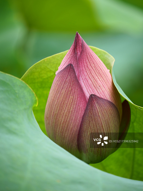 湘潭荷花图片素材