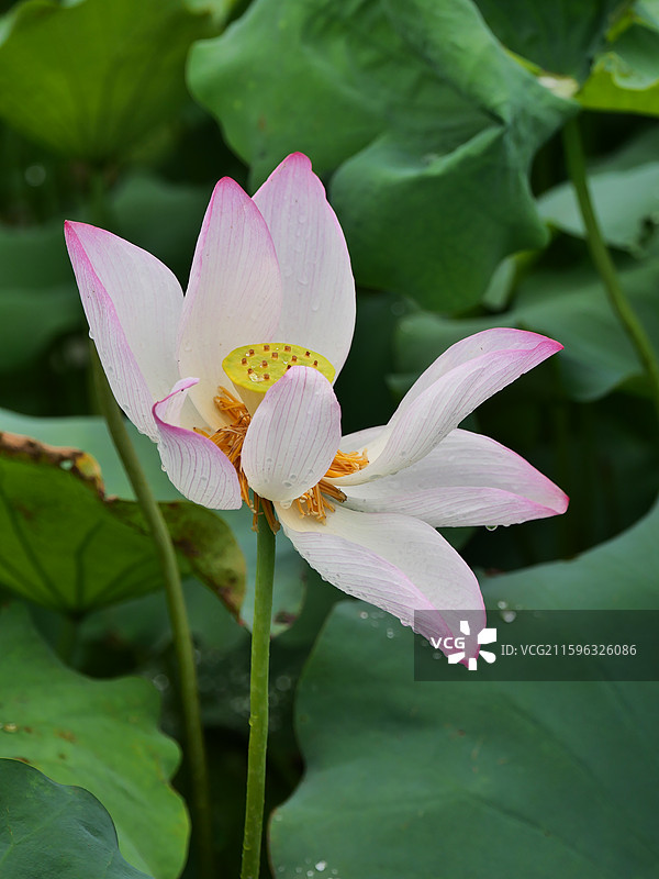 湘潭荷花图片素材