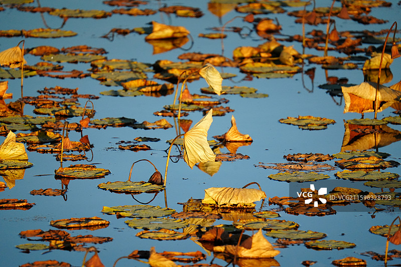 新青国家湿地公园 秋天 池塘 荷花 枯萎 霜降 寒露 秋分 残荷 莲蓬 夕阳 落日 余晖 风景图片素材