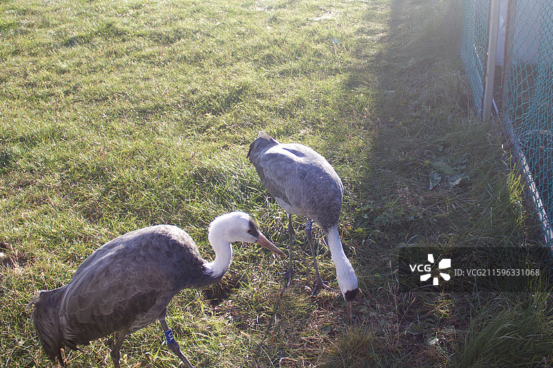 湿地 公园 伊春 小兴安岭 新青国家湿地公园图片素材