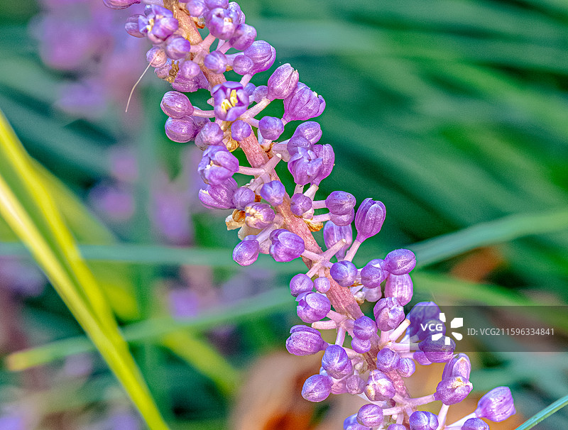 山麦冬 九月夏末秋初盛开紫色花朵 总状花序 天门冬科山麦冬属草本植物 上海世纪公园植物图鉴图片素材