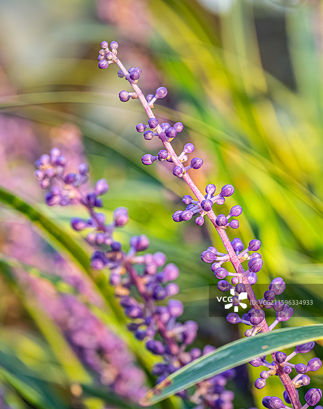 山麦冬 九月夏末秋初盛开紫色花朵 总状花序 天门冬科山麦冬属草本植物 上海世纪公园植物图鉴图片素材