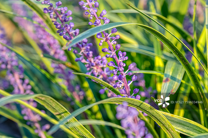 山麦冬 九月夏末秋初盛开紫色花朵 总状花序 天门冬科山麦冬属草本植物 上海世纪公园植物图鉴图片素材