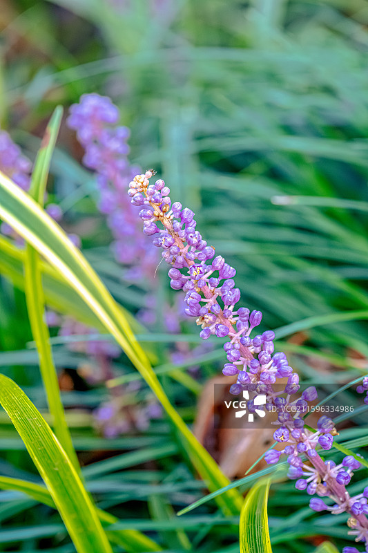 山麦冬 九月夏末秋初盛开紫色花朵 总状花序 天门冬科山麦冬属草本植物 上海世纪公园植物图鉴图片素材