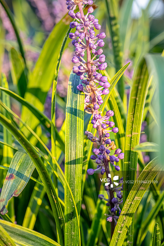 山麦冬 九月夏末秋初盛开紫色花朵 总状花序 天门冬科山麦冬属草本植物 上海世纪公园植物图鉴图片素材
