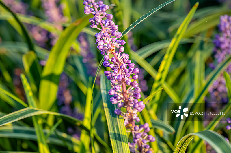 山麦冬 九月夏末秋初盛开紫色花朵 总状花序 天门冬科山麦冬属草本植物 上海世纪公园植物图鉴图片素材