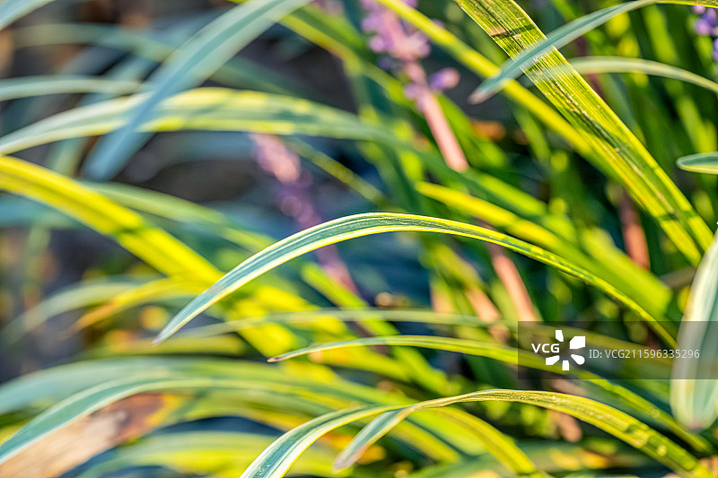 山麦冬 九月夏末秋初盛开紫色花朵 总状花序 天门冬科山麦冬属草本植物 上海世纪公园植物图鉴图片素材