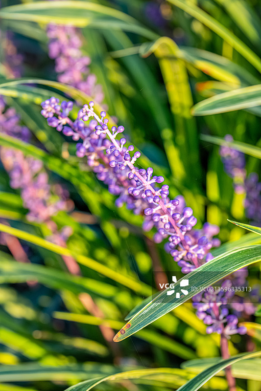 山麦冬 九月夏末秋初盛开紫色花朵 总状花序 天门冬科山麦冬属草本植物 上海世纪公园植物图鉴图片素材