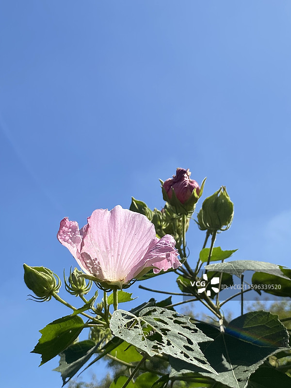 柔美阳光下的芙蓉花图片素材