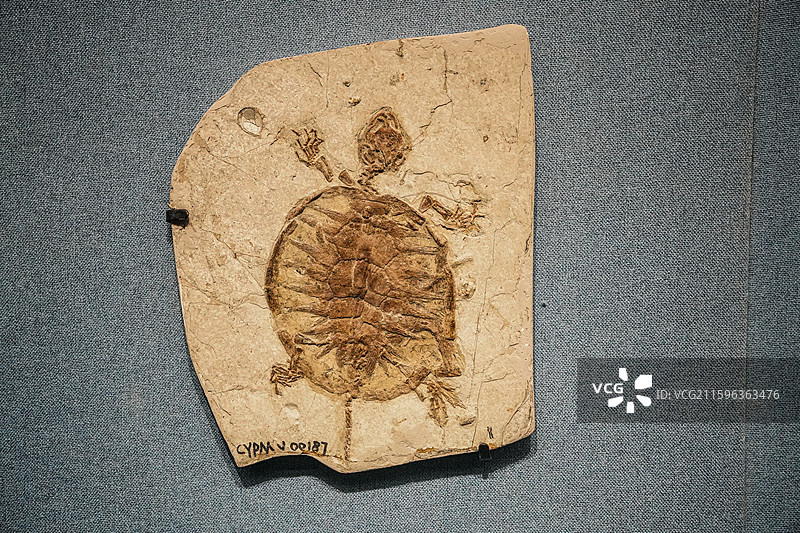 博物馆中的化石展品图片素材