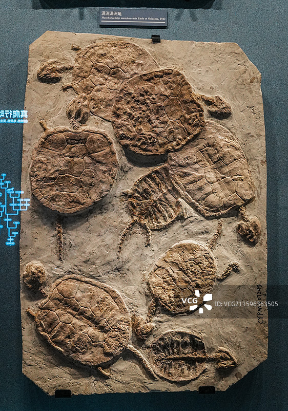 博物馆中的化石展品图片素材