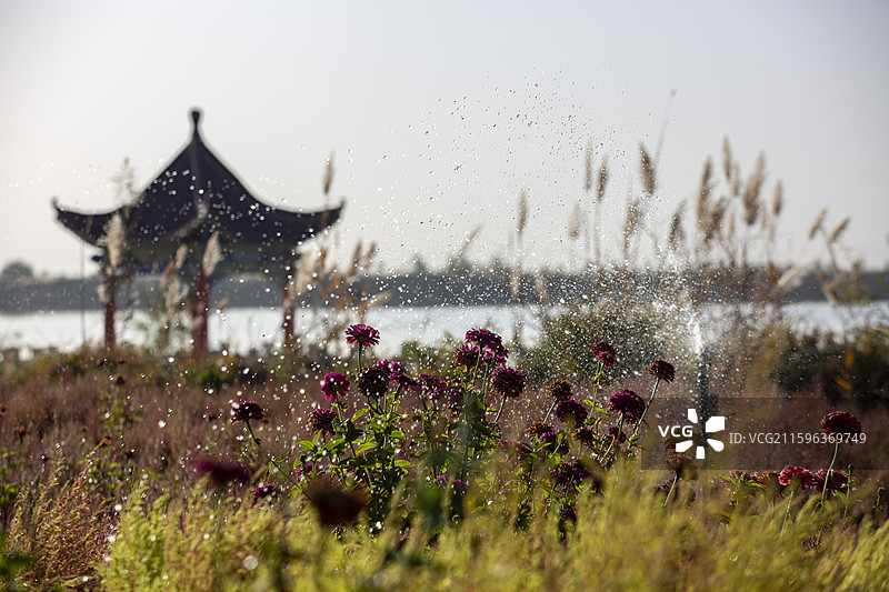 新疆达瓦昆沙漠旅游风景区内的百日菊由自动洒水器浇灌图片素材
