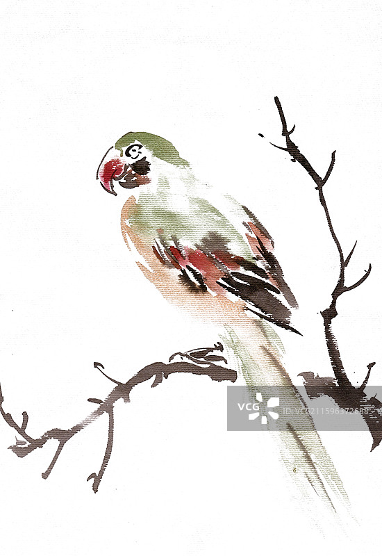 枝头的鹦鹉图片素材