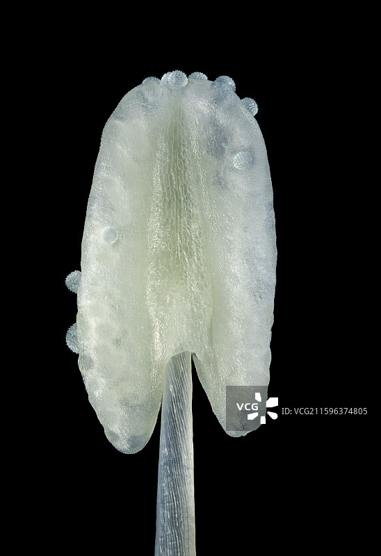 牵牛花花蕊，雄蕊图片素材