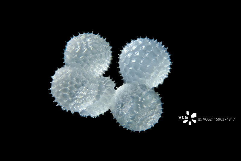 牵牛花花粉图片素材