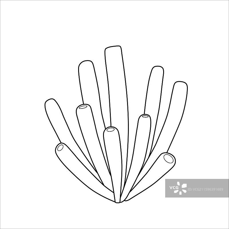 管状海绵珊瑚的剪影图片素材