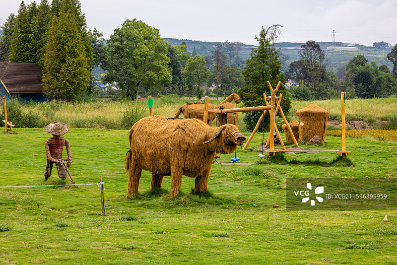 丹棱县 彩稻斑斓绘田园图片素材