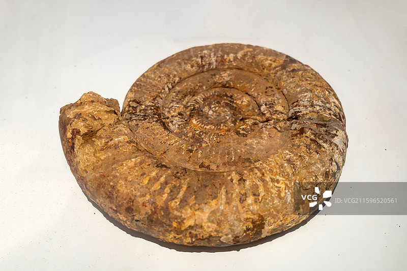 斯托里克喜马拉雅菊石 山东青岛科技馆（新馆）第一展厅“海陆变迁”图片素材