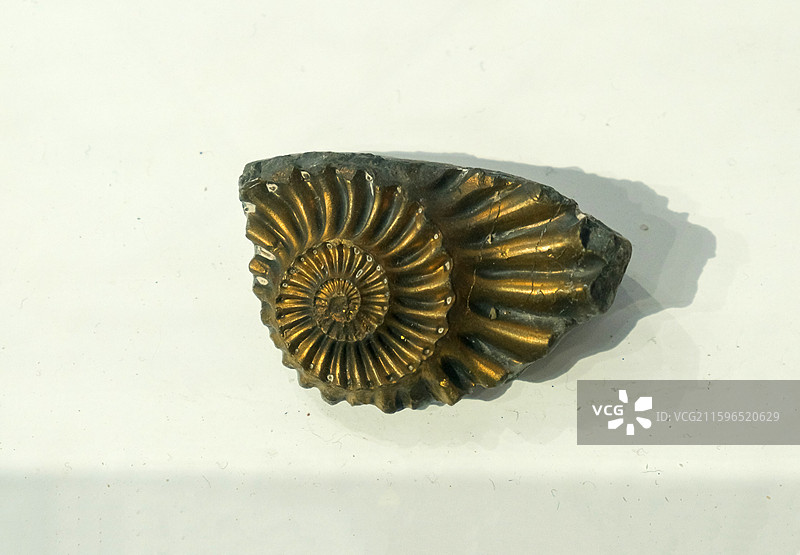 西藏黄铁菊石 山东青岛科技馆（新馆）第一展厅“海陆变迁”图片素材