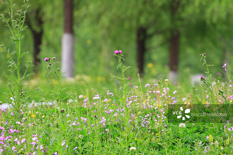 水飞蓟，南溪湿地公园，长春，绿叶图片素材