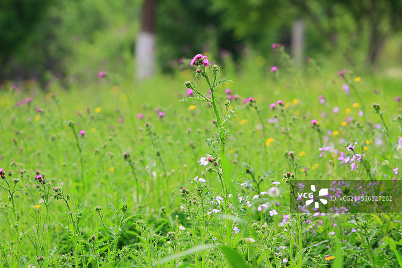 水飞蓟，南溪湿地公园，长春，绿叶图片素材