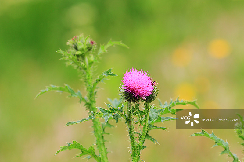 水飞蓟，南溪湿地公园，长春，绿叶图片素材