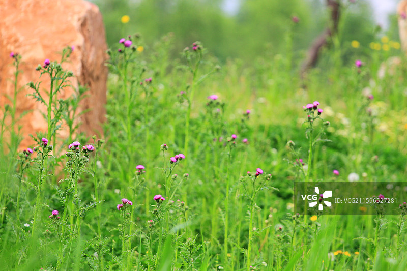 水飞蓟，南溪湿地公园，长春，绿叶图片素材