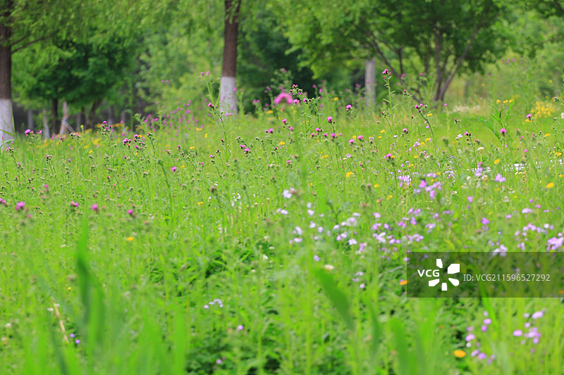 水飞蓟，南溪湿地公园，长春，绿叶图片素材