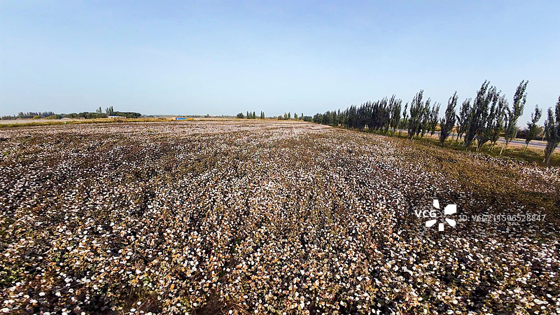 新疆生产建设兵团等待收获的棉田图片素材