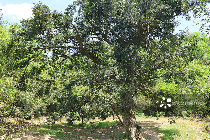 深山里的香榧树（走马岗）图片素材