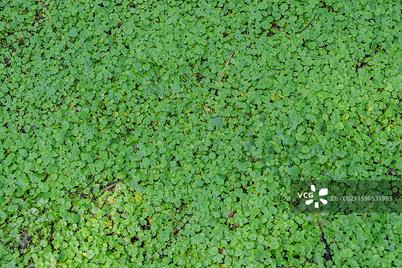 泰州里下河国家湿地公园地被植物景观（诸葛菜）图片素材