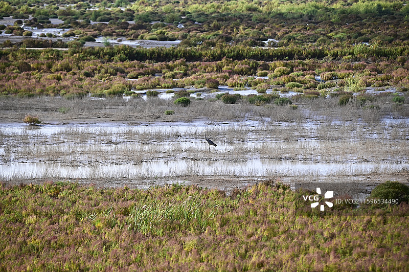 盐城黄海湿地上觅食的候鸟图片素材