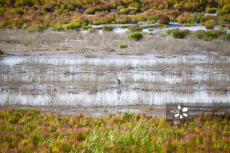 盐城黄海湿地上觅食的候鸟图片素材