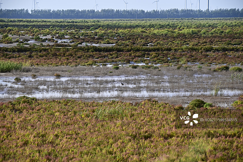 盐城黄海湿地上觅食的候鸟图片素材