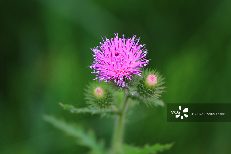 水飞蓟，南溪湿地公园，长春，南溪里，图片素材