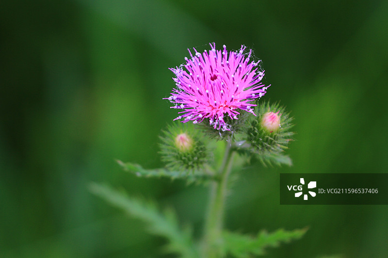 水飞蓟，南溪湿地公园，长春，南溪里，图片素材
