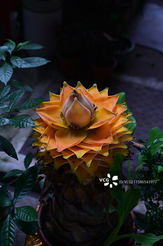 长沙，古开福寺，地涌金莲图片素材