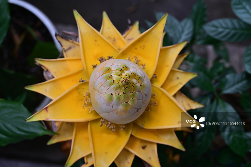 长沙，古开福寺，地涌金莲图片素材