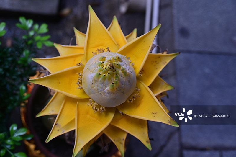 长沙，古开福寺，地涌金莲图片素材