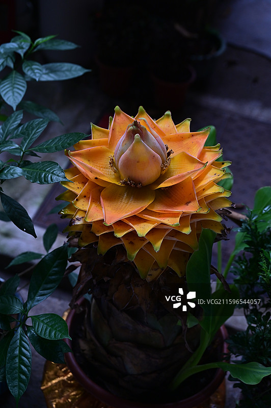 长沙，古开福寺，地涌金莲图片素材
