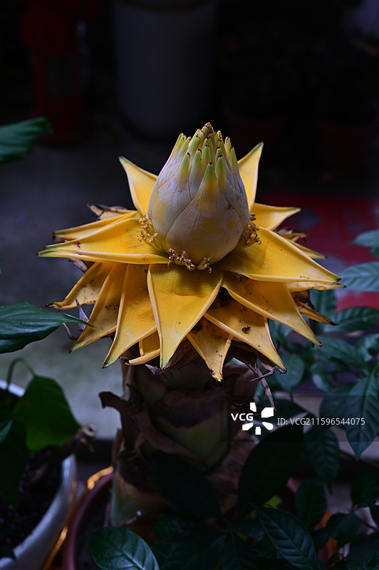 长沙，古开福寺，地涌金莲图片素材