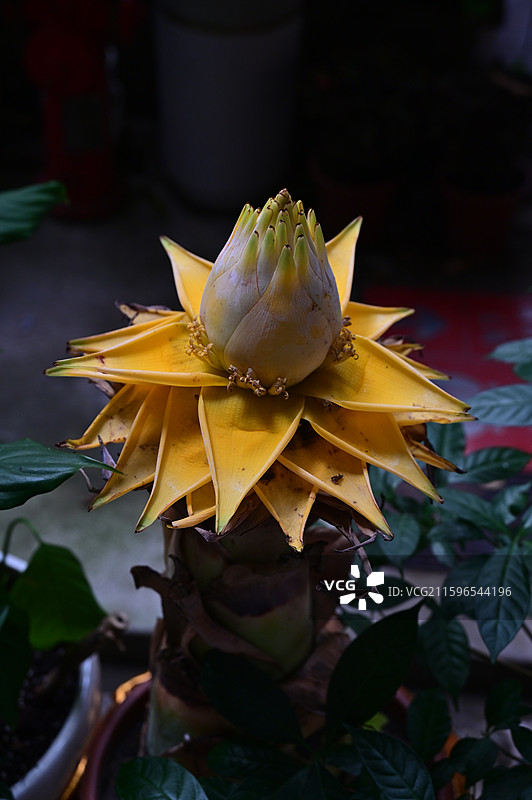 长沙，古开福寺，地涌金莲图片素材